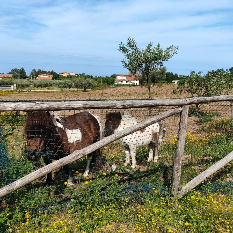 Agriturismo Agri Armonia San Lucido Ngoại thất bức ảnh