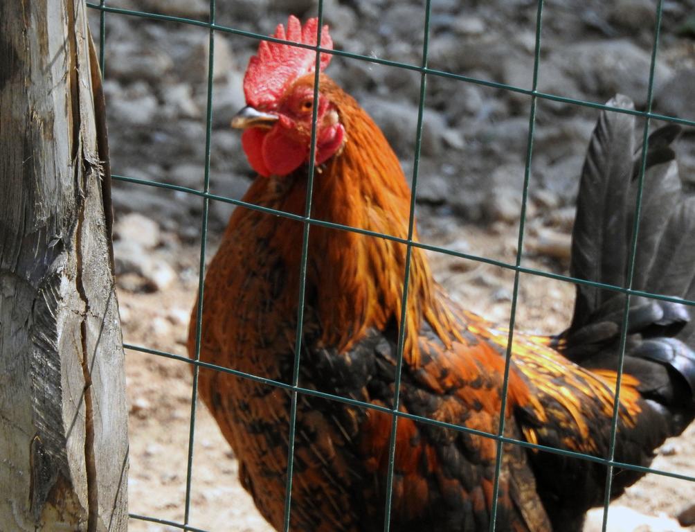 Agriturismo Agri Armonia San Lucido Ngoại thất bức ảnh